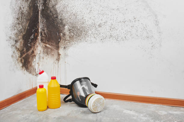 Trusted East Basin, UT Mold Removal Experts