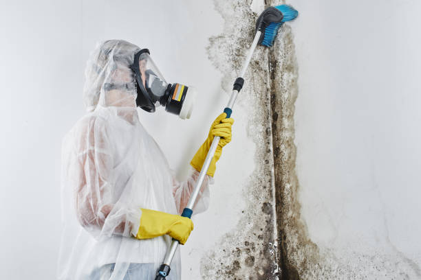 Best Certified Mold Removal  in East Basin, UT
