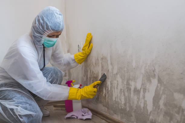 Best Mold Remediation Experts  in East Basin, UT