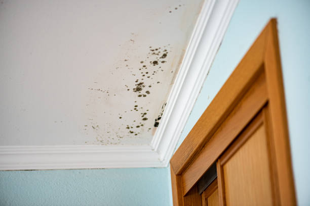 Best Commercial Mold Removal  in East Basin, UT