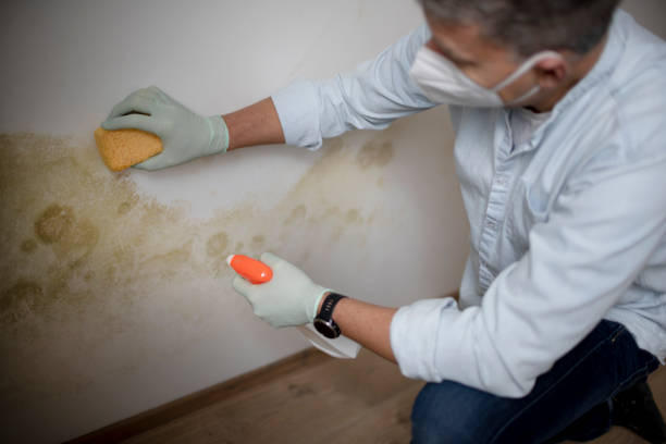 Best Same-Day Mold Removal  in East Basin, UT