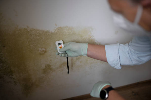Best Affordable Mold Removal  in East Basin, UT