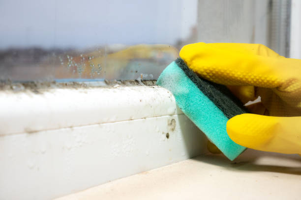 Best Commercial Mold Removal  in East Basin, UT