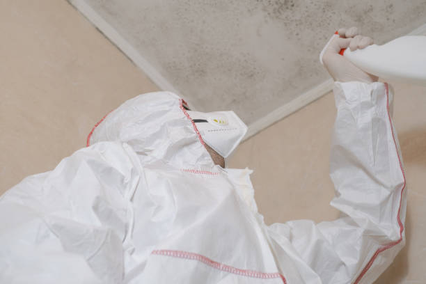Best Mold Removal and Inspection  in East Basin, UT