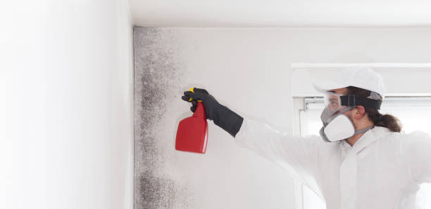 Mold Removal and Inspection in East Basin, UT