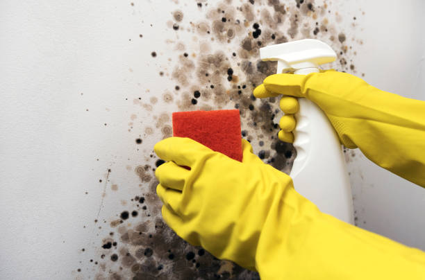 Best Mold Cleaning Services  in East Basin, UT