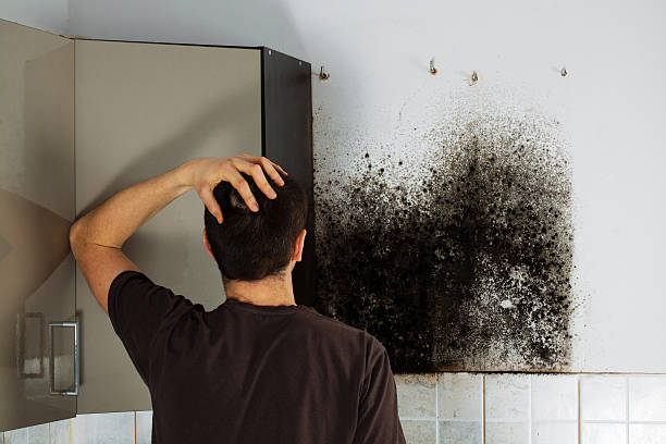 Best Best Mold Removal Companies  in East Basin, UT